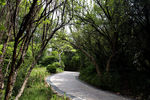 山路风景