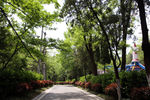 山路边风景
