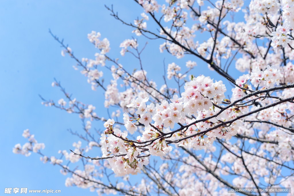 日本樱花唯美意境图片