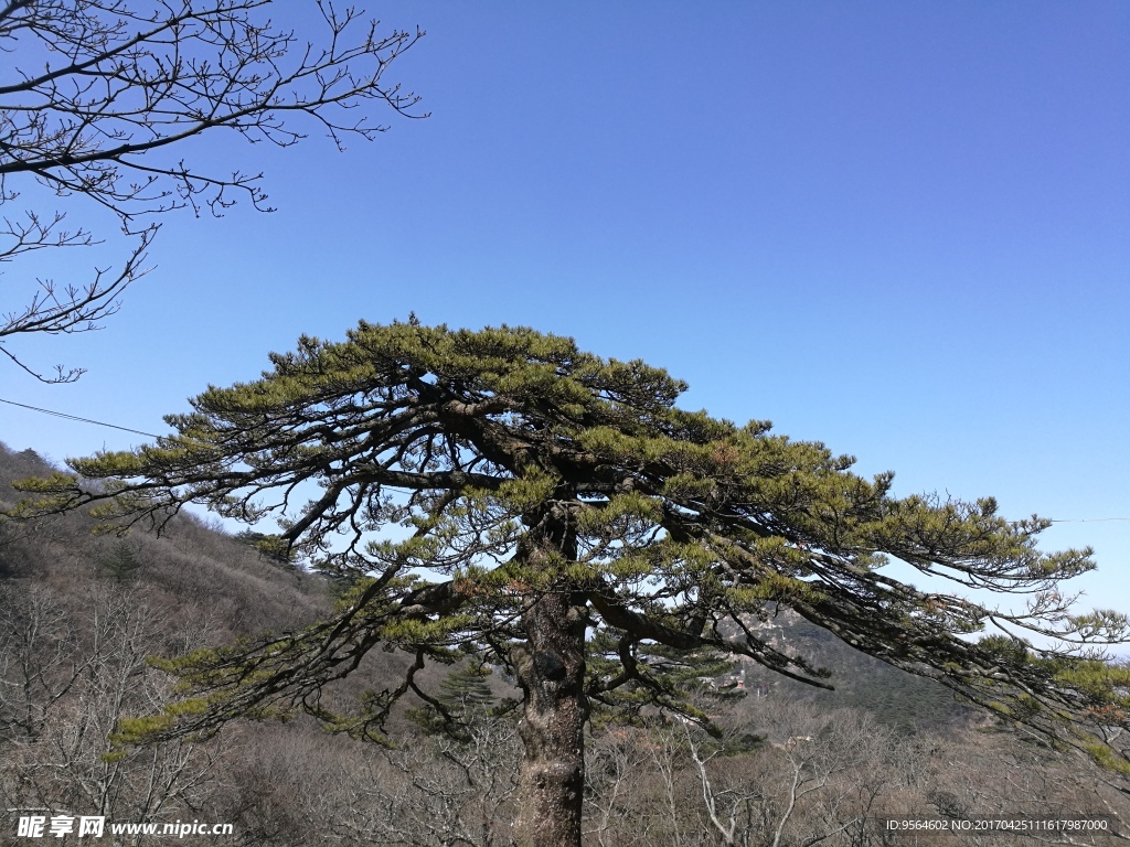 黄山老虎松