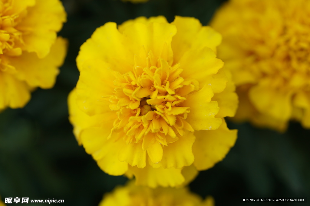 黄色花坛装饰花卉