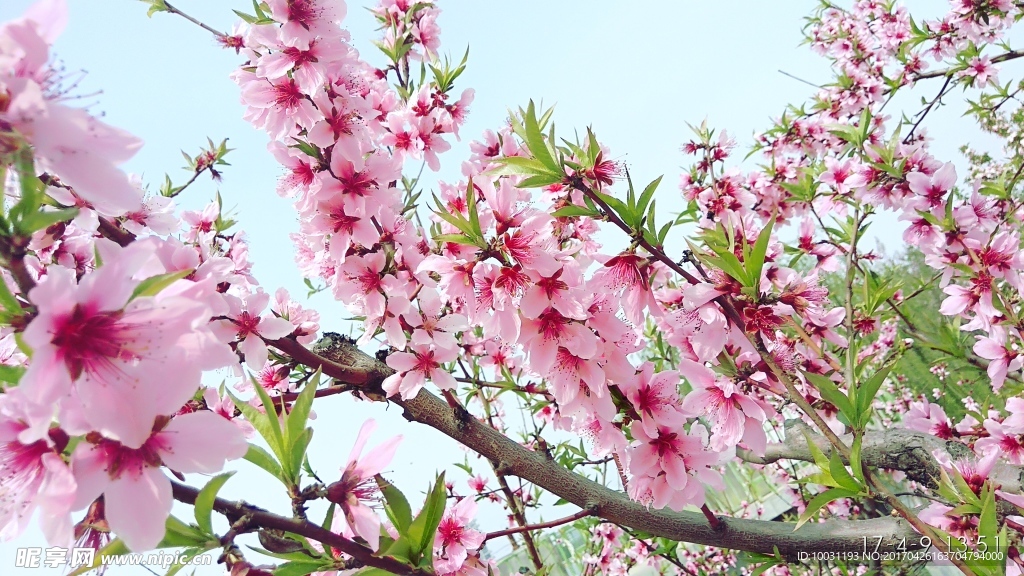 桃花