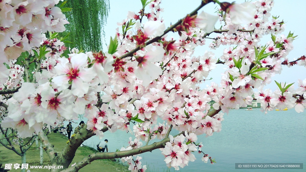 桃花