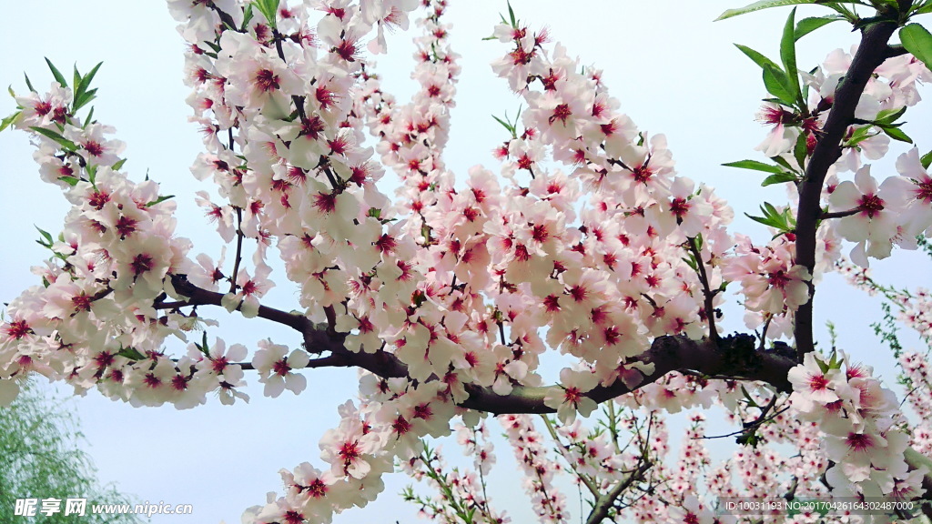 桃花