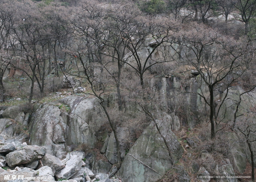 泰山树群