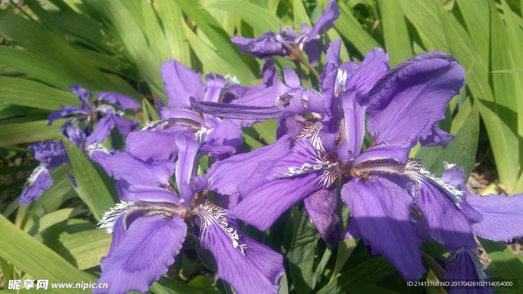 紫菖蒲