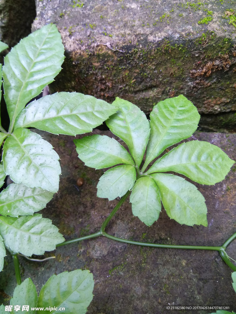 绞股蓝和蜗牛