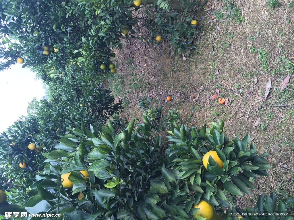 廉江红橙