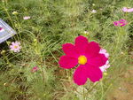 格桑花