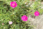 绿野鲜花素材