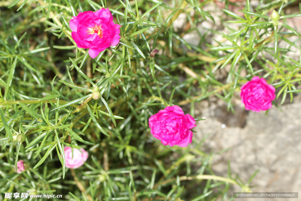 绿野鲜花素材