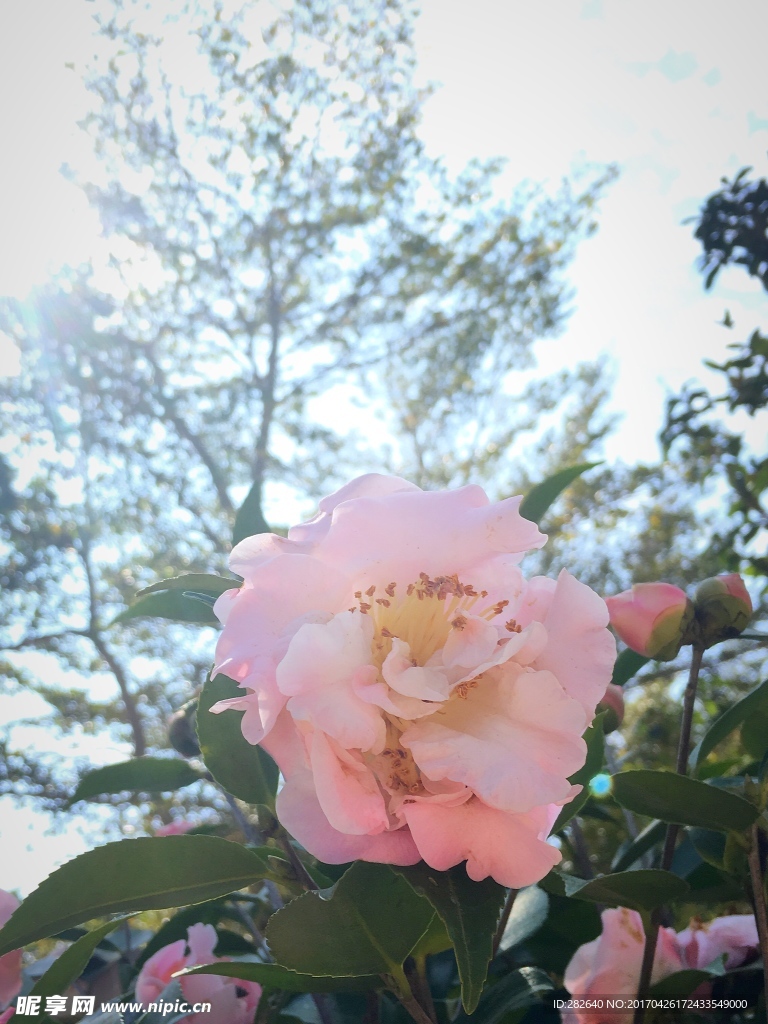 花