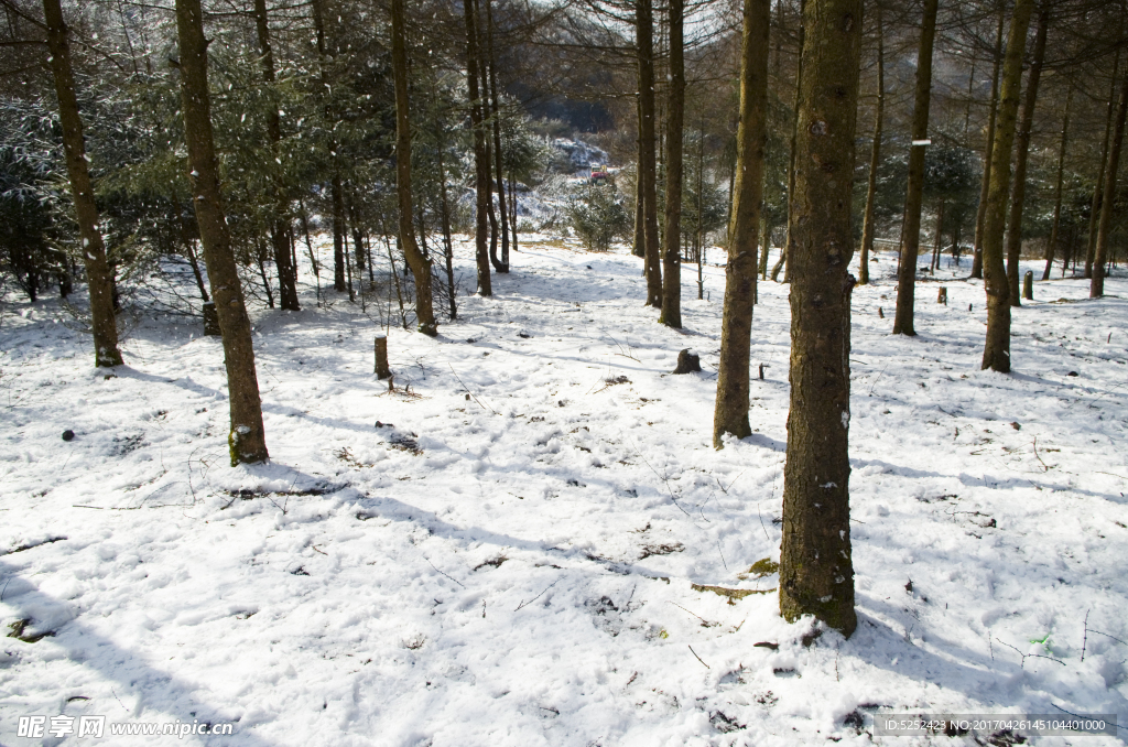 雪地松林