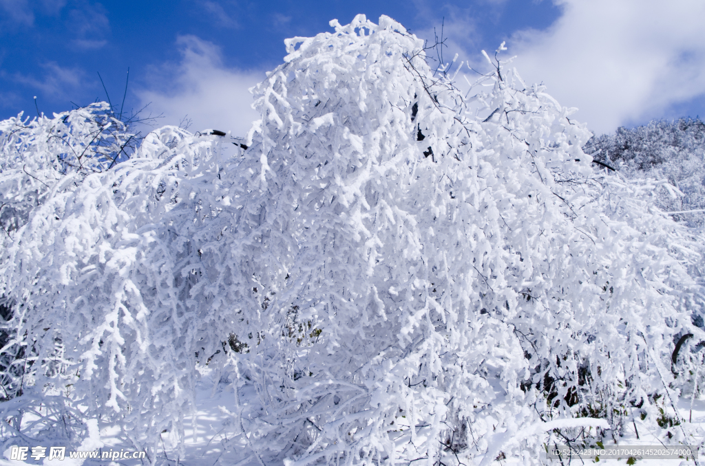 冬季雪松