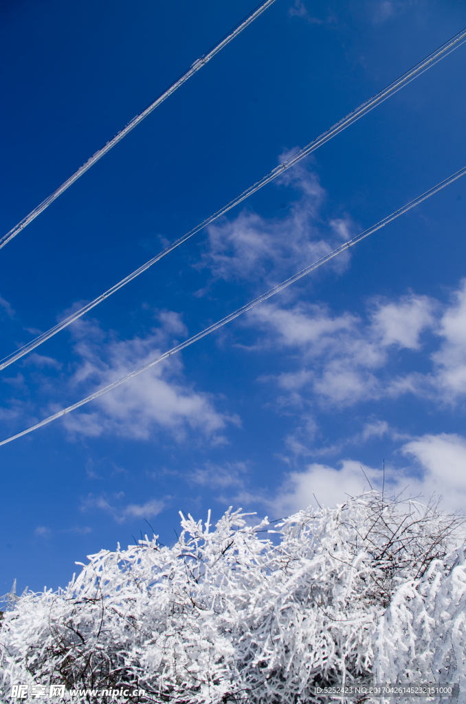 蓝天雪松