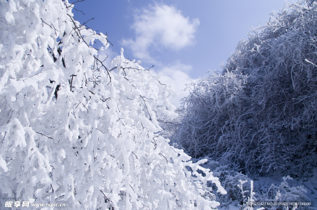 冬天雪树