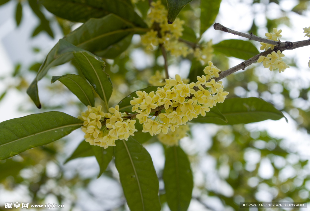 桂花