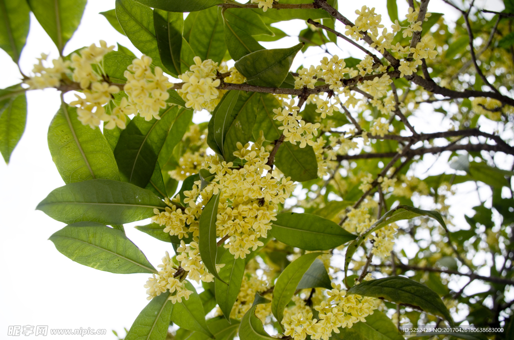 桂花