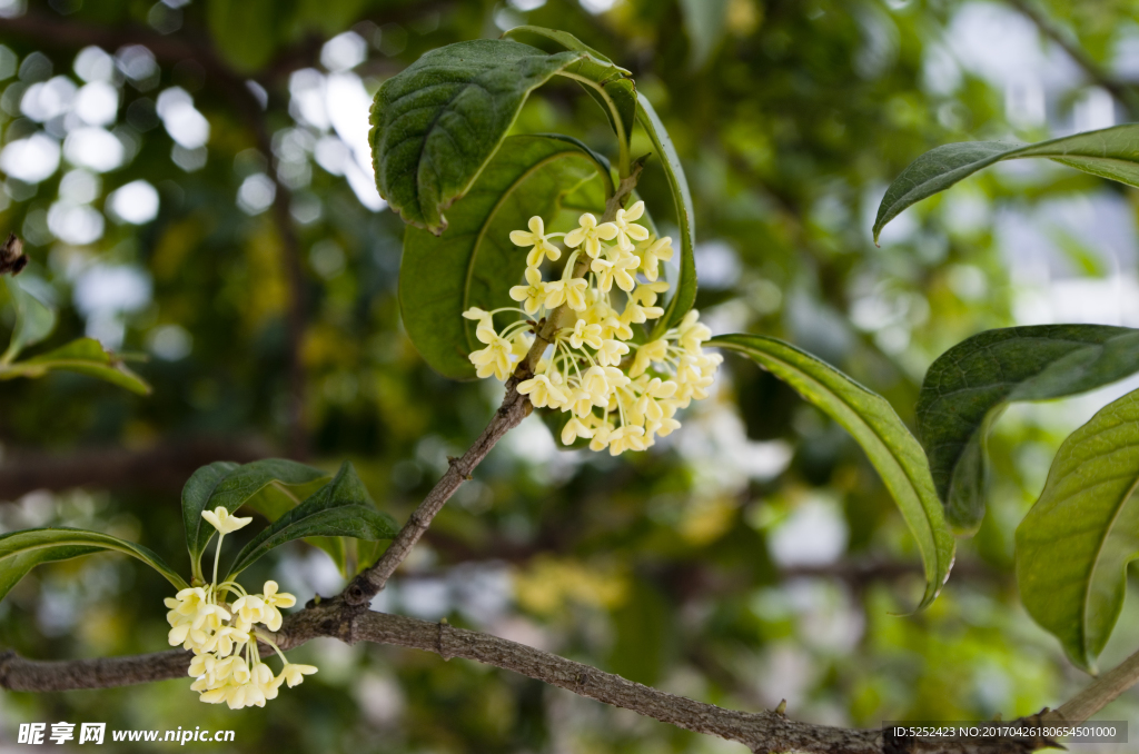 桂花