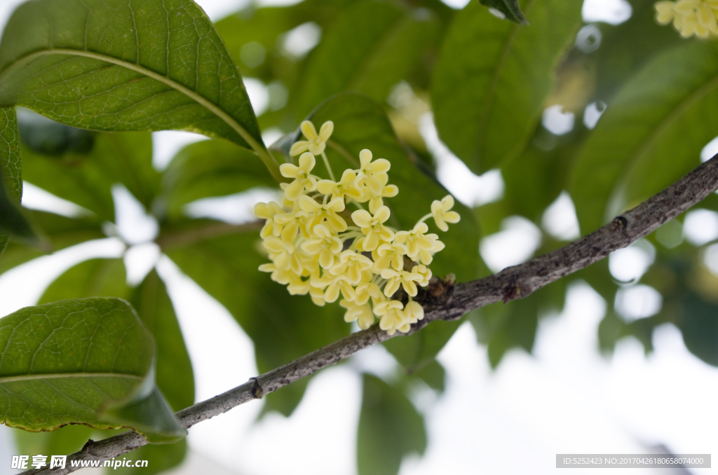 桂花