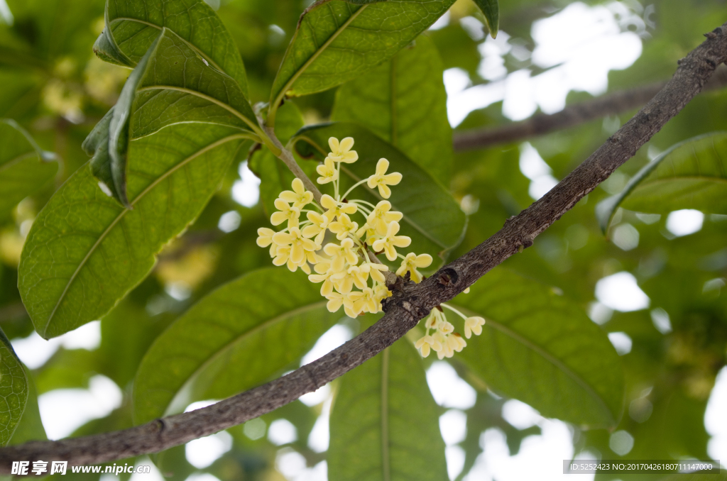 桂花