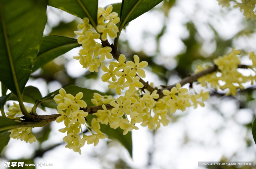 桂花