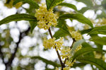 桂花