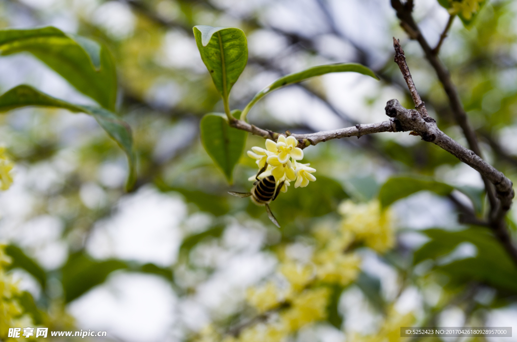 桂花 蜜蜂
