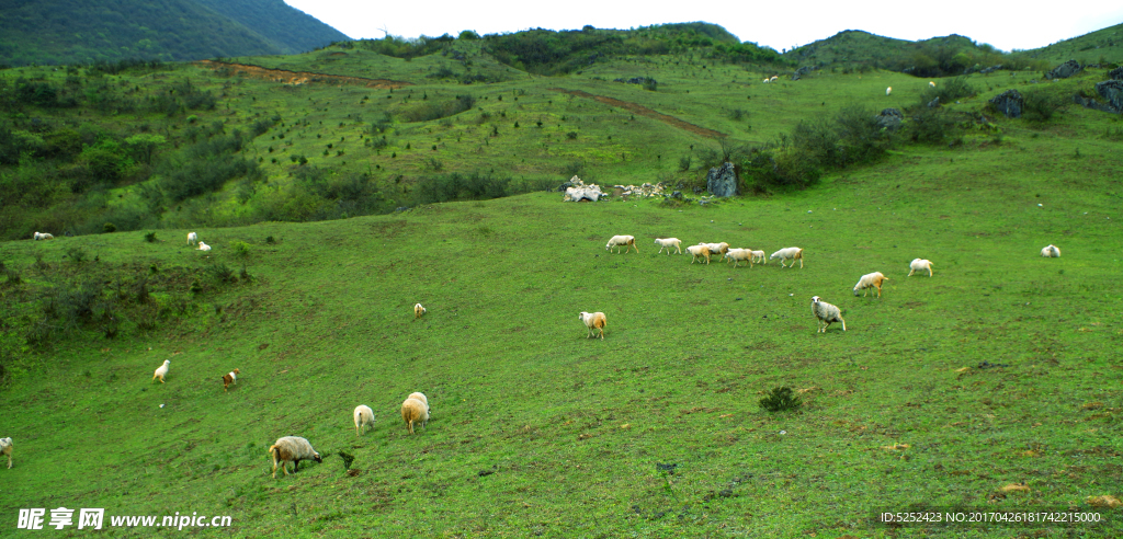 草场 羊群
