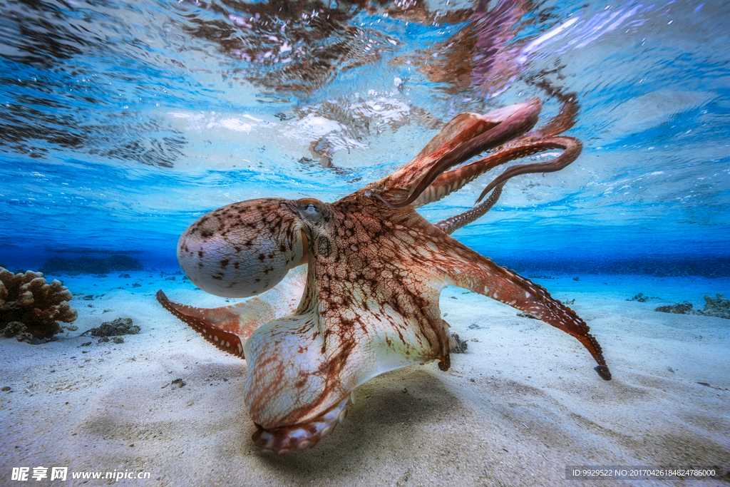 海洋 章鱼