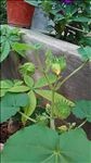 芙蓉花