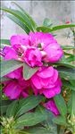 凤仙花