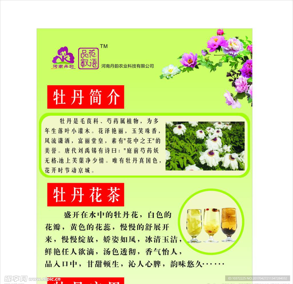 牡丹花X展架