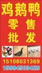 鸡鸭鹅照牌