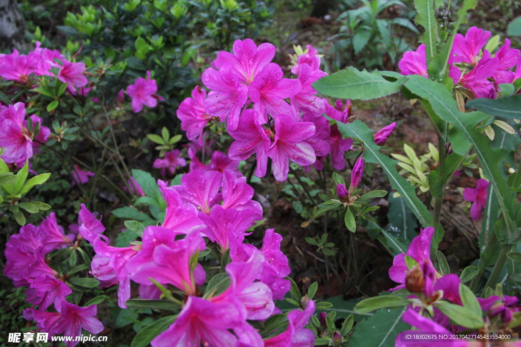 杜鹃花