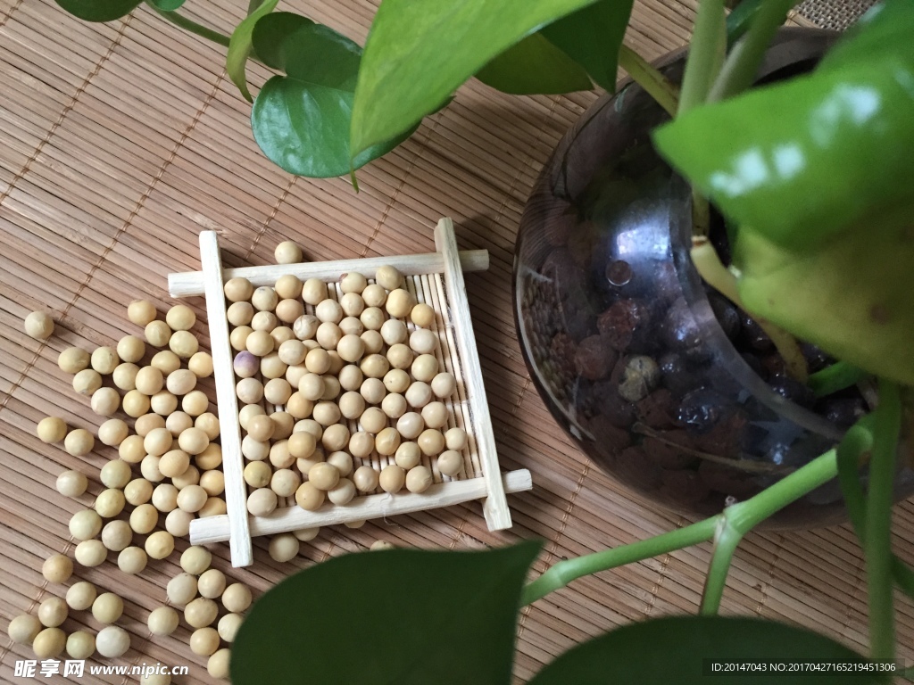 黄豆