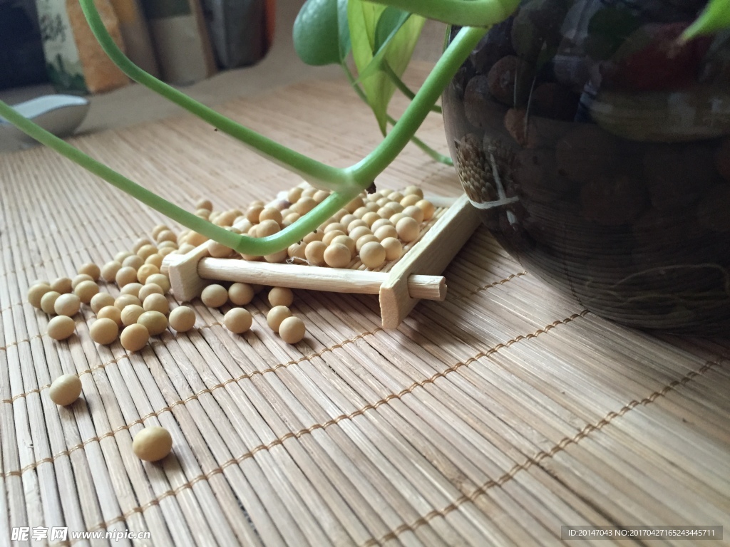 黄豆
