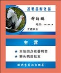 番鸭名片