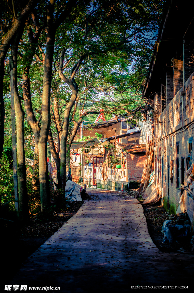 树林 村庄