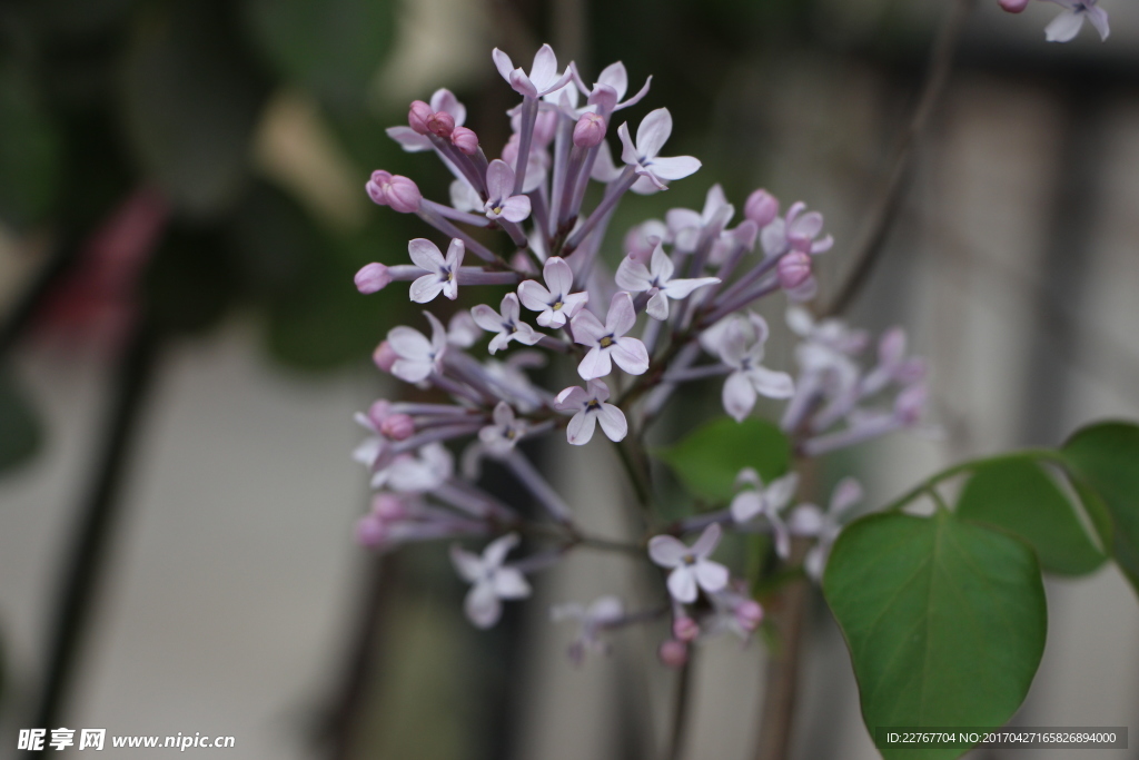 丁香花