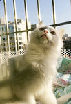 猫咪