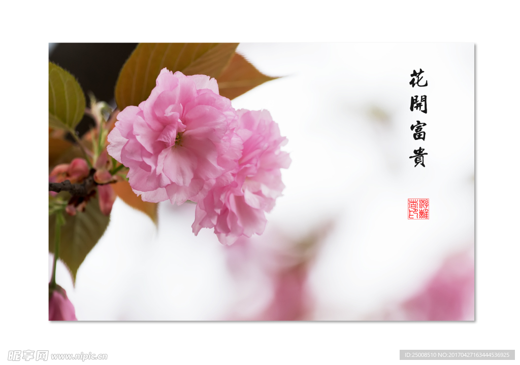 樱花