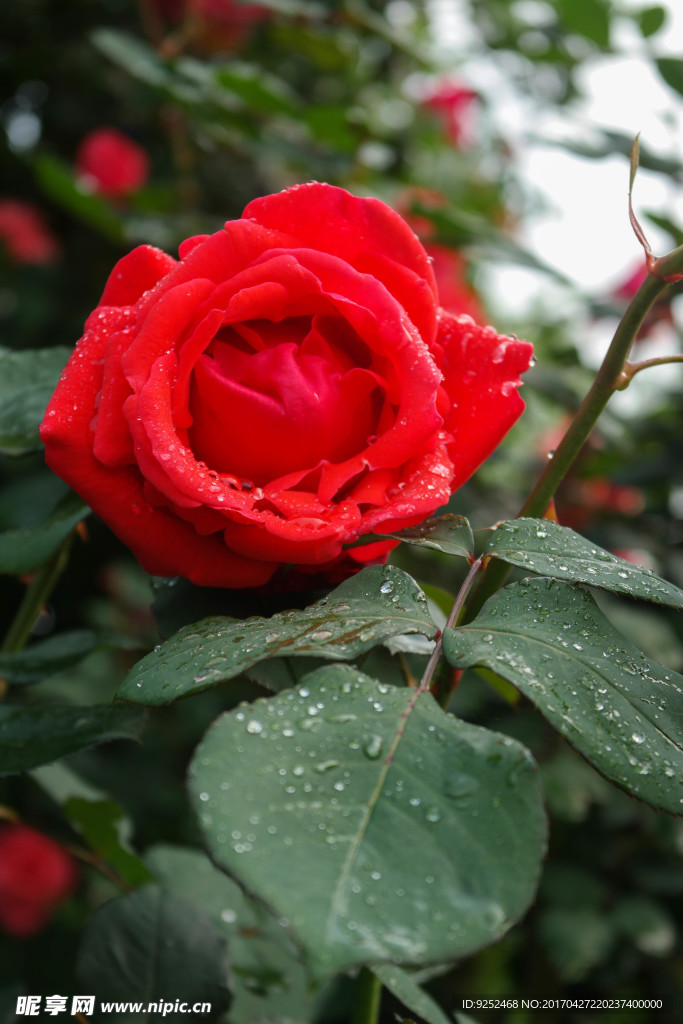 玫瑰花