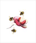 蜜蜂矢量图下载蜂蜜素材下载