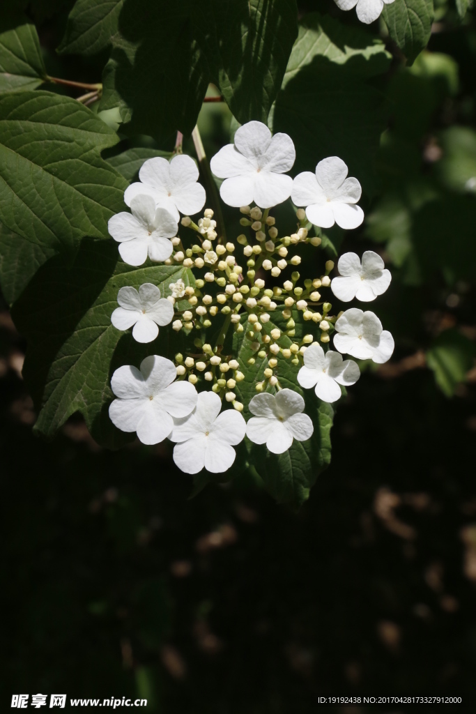 天目琼花