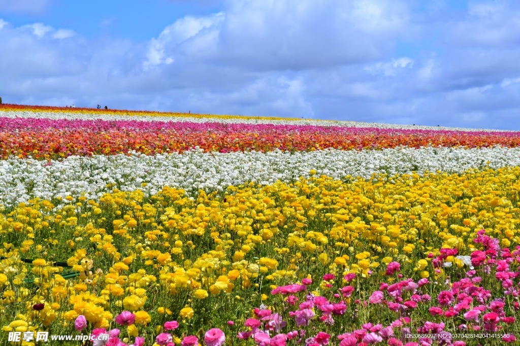 花海