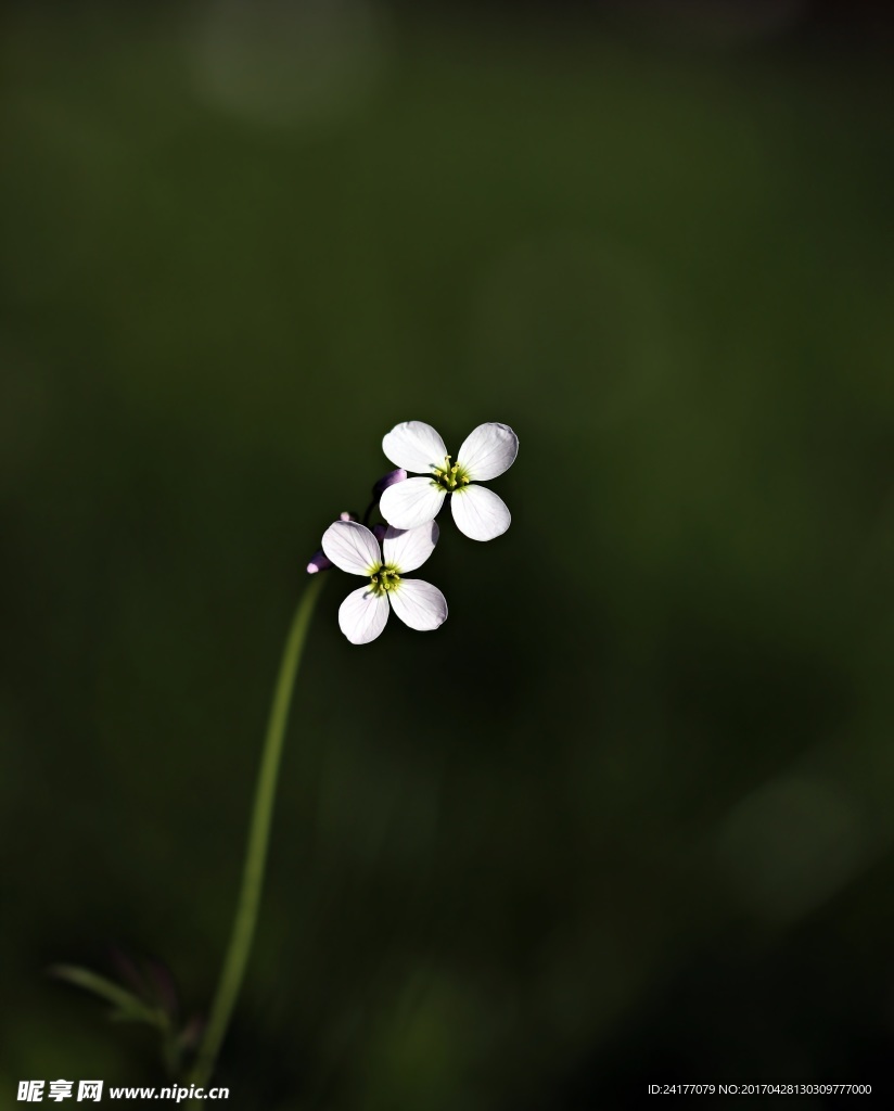 花卉