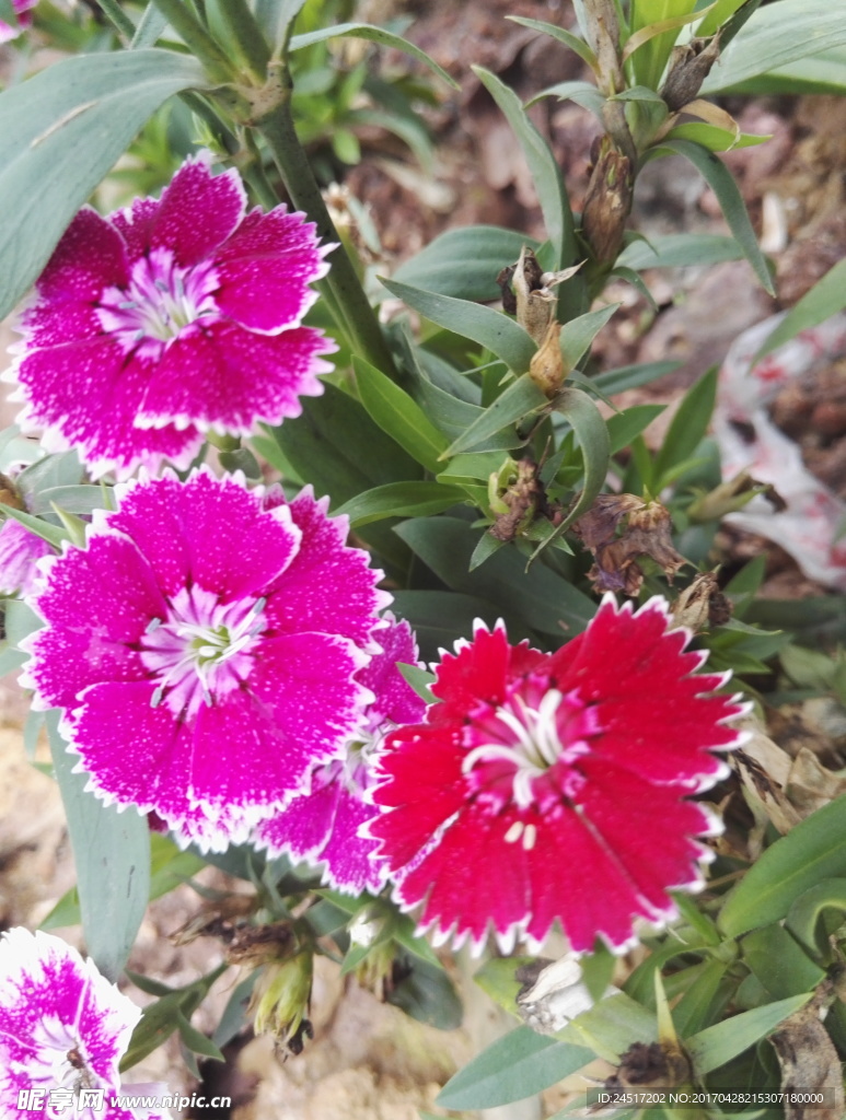 花卉 小花