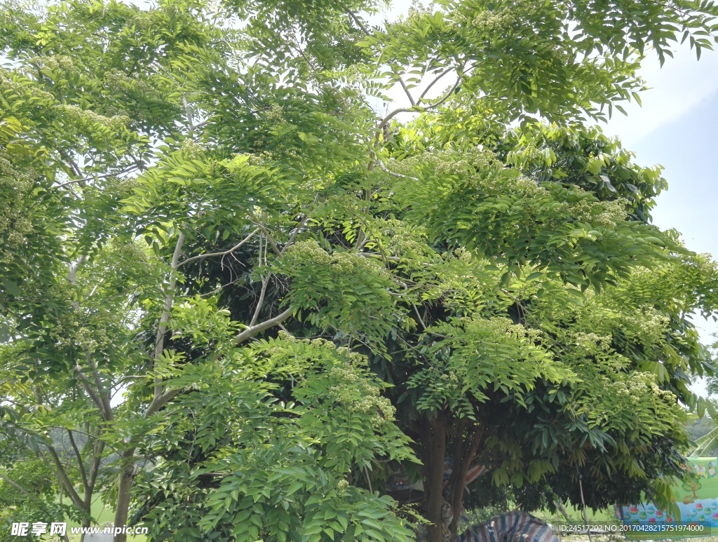 黄花梨树