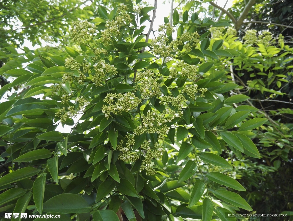 黄花梨树